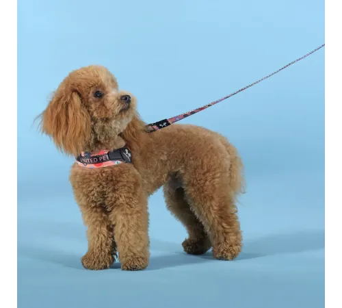 United Pets Шлейка Complete me Forever, оранжевая с рисунком, 1,5 x 34-42 см