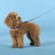 United Pets Шлейка Complete me Forever, оранжевая с рисунком, 1,5 x 34-42 см