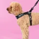 United Pets Шлейка Complete me, черный с разноцветными булавками, 1,5 х 34-42 см