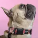 United Pets Ошейник Complete me Forever, оранжевый с рисунком, M