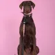 United Pets Ошейник Complete me Forever, оранжевый с рисунком, M