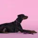 United Pets Ошейник Complete me Identity, черный с розовым, S