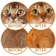 Nature's Protection Red Cats GF (Сельдь), 1,5 кг