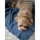 Уютный плед Плед флисовый, Джинсовый Синий, 60х70 см