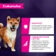 Eukanuba Puppy Small & Medium Breed (Ягненок), 800 г
