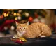 Beeztees Игрушка для кошек Рождественские мышки, 1 шт (УЦЕНКА, 1 шт из набора)