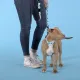 United Pets Ошейник Complete me Writing, голубой с рисунком, S