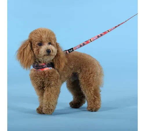 United Pets Шлейка Complete me Forever, оранжевая с рисунком, 1,5 x 34-42 см