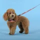 United Pets Шлейка Complete me Forever, оранжевая с рисунком, 1,5 x 34-42 см