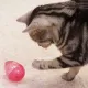 Интеллектуальная игрушка для кошки с дверцами для лакомства, 8,4 см