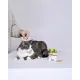 Агроветзащита Барс ФОРТЕ капли для котят, 1 пипетка