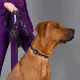 United Pets Поводок Complete me, черный с разноцветными булавками, 16 мм, 140 см