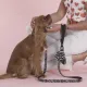 United Pets Поводок Complete me, розовый камуфляж, 20 мм, 140 см