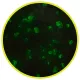 Cat Step Arctic Neon 3,8 л