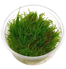 Мох плакучий, S
