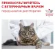 Royal Canin Calm CC 36 Feline 2 кг