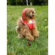 Дождевик-курточка DoggyMan, оранжевая, S