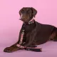 United Pets Ошейник Complete me Forever, оранжевый с рисунком, M