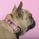 United Pets Ошейник Complete me Forever, оранжевый с рисунком, M