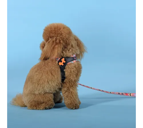 United Pets Шлейка Complete me Forever, оранжевая с рисунком, 1,5 x 34-42 см