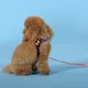 United Pets Шлейка Complete me Forever, оранжевая с рисунком, 1,5 x 34-42 см