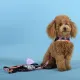 United Pets Шлейка Complete me Forever, оранжевая с рисунком, 1,5 x 34-42 см