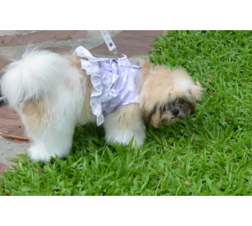 Doggy Dolly Жилет-шлея DCL127 S