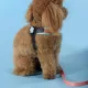 United Pets Шлейка Complete me, голубая с оранжевым, 3,5 х 48-64 см