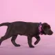 United Pets Ошейник Complete me Identity, черный с розовым, S