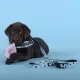 United Pets Поводок Complete me Writing, голубой с рисунком, 16 мм, 140 см