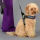 United Pets Шлейка Complete me, черный с разноцветными булавками, 1,5 х 34-42 см