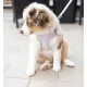 Ferplast Шлейка NIKITA P PUPPY (голубая) XXS