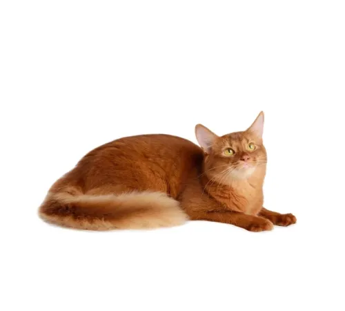Nature's Protection Red Cats GF (Сельдь), 1,5 кг