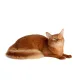 Nature's Protection Red Cats GF (Сельдь), 1,5 кг
