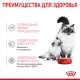 Royal Canin Mother & Babycat (мусс), 195 г