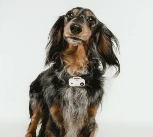 Ультразвуковой отпугиватель TickLess Pet (USB-зарядка) золотой