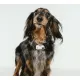 Ультразвуковой отпугиватель TickLess Pet (USB-зарядка) золотой