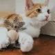Hunter Игрушка для кошек Mala Ball, 4 см