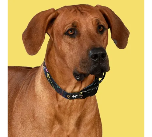 United Pets Ошейник Complete me, черный с разноцветными булавками, XS 10 x 180/300 мм