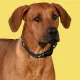 United Pets Ошейник Complete me, черный с разноцветными булавками, XS 10 x 180/300 мм