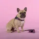 United Pets Шлейка Complete me Identity, черная с розовым, 1,5 x 34-42 см