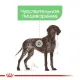 Royal Canin Maxi Digestive Care, 3 кг