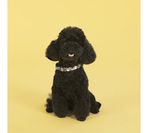 United Pets Ошейник Complete me, разноцветный рисунок, L