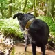 Hunter Ошейник Tara, коньячный/темно-коричневый, 45/S