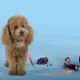 United Pets Шлейка Complete me, голубая с оранжевым, 3,5 х 48-64 см