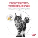 Royal Canin Urinary S/O Feline, 350 г