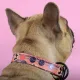 United Pets Ошейник Complete me Forever, оранжевый с рисунком, M