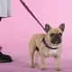 United Pets Шлейка Complete me Identity, черная с розовым, 1,5 x 34-42 см