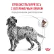 Royal Canin Gastrointestinal Dog, 2 кг