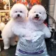 Nature's Protection Superior Care White Dog Junior (Лосось), 1,5 кг